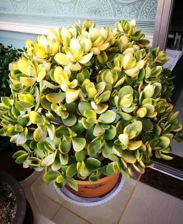 5种懒人花俩月不浇水也能蹭蹭长养花杀手不存在