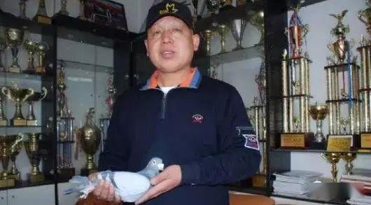 京城信鸽名家强豪王大亮的特比理念全揭秘