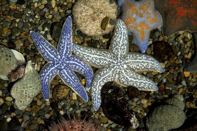 海星也能家养我推荐这4种入门级观赏海星其实你也可以养好