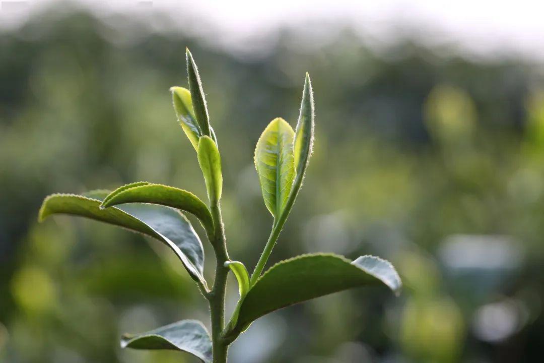 跟着茶日历学习中国茶贡眉寿眉