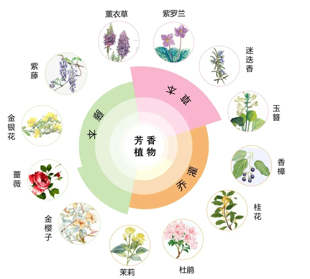 伯立森景观动态伯创博享一个关于植物的故事