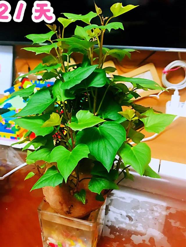 原创2个月没在家厨房的菜变成小森林再也不用买花了水培蔬菜盆