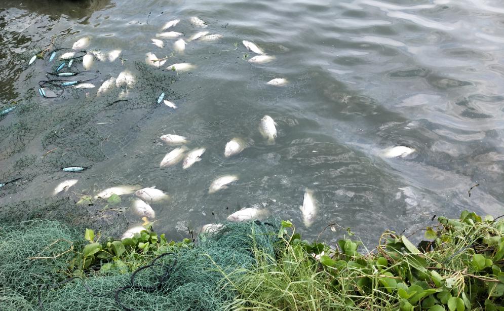 有养殖户死鱼几万斤高温来袭缺氧泛塘普遍鱼价又跌02元斤丨何工报价