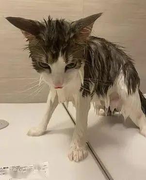 仙气美猫被拐骗进浴室洗澡察觉有诈后的眼神亮了