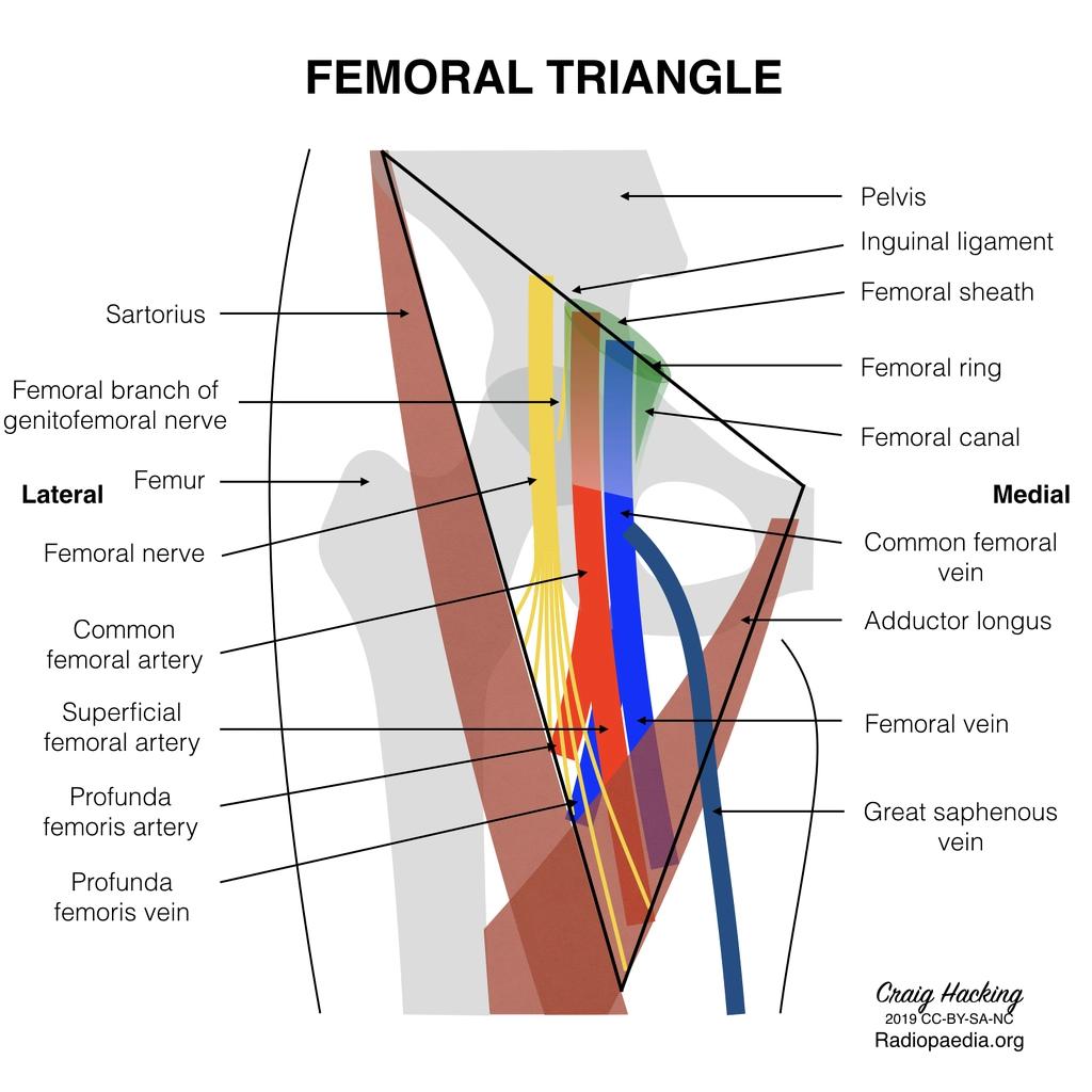 股三角解剖位置示意图图片