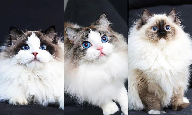 简单粗爆的区分布偶猫的花色