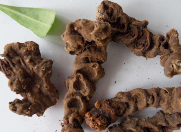 八角莲药用范围广为什么区区一种野外的植物,它就能涨到30多元一斤呢?