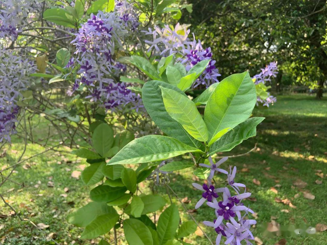 网红爆款蓝花藤上演紫色诱惑