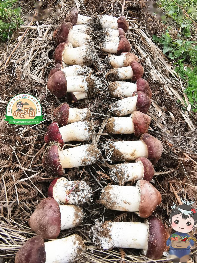 盖菇,俗称益肾菇,粗腿蘑,松茸,松口蘑针松茸等,是生长在赤松林树根部