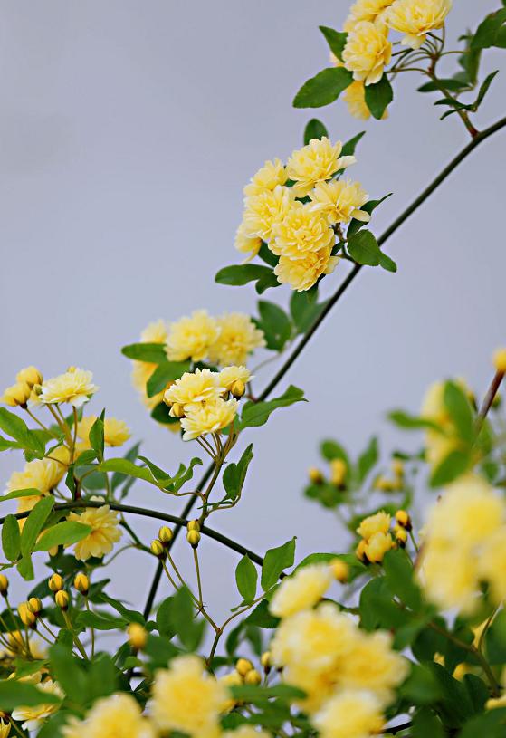 丹阳人你知道吗香气袭人的木香花也是中草药