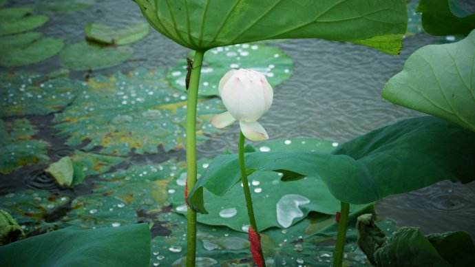 雨04雨04雨04重慶這場雨一直下