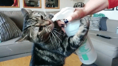 猫咪喝水gif图片