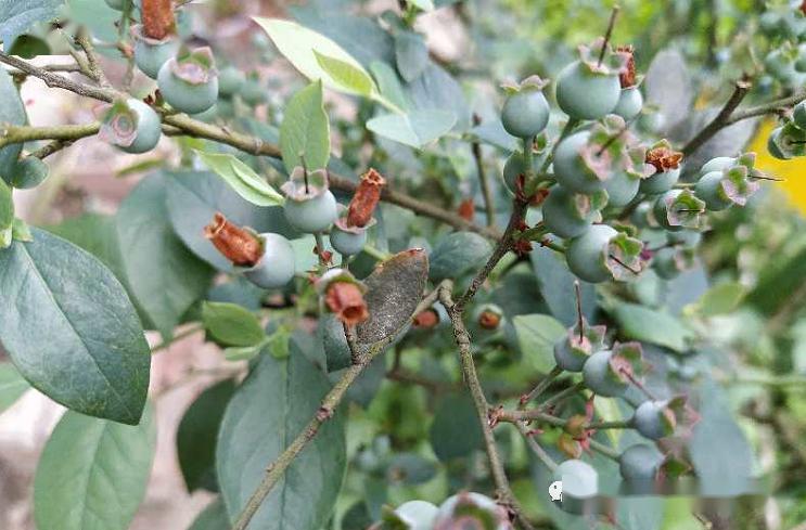 蓝莓僵果小果严重究竟是啥问题咋治