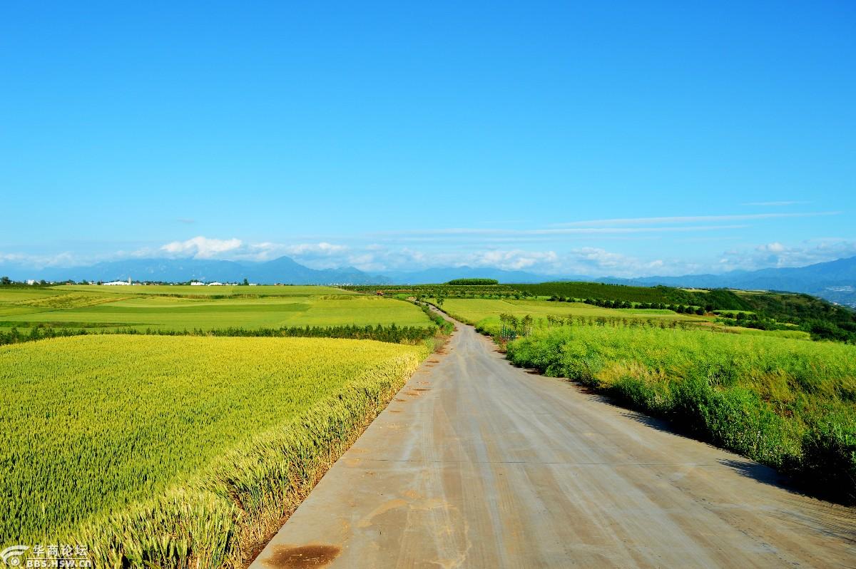 白鹿原麦田图片