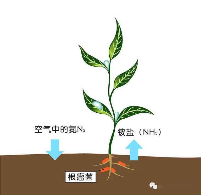 豆科植物固氮原理图片
