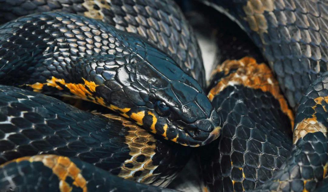 2米长黑蛇"搭车"进哈尔滨,车主毫无察觉,接下来惊心动魄