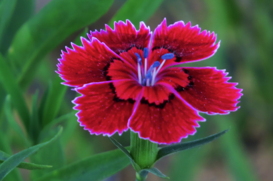 诗词鉴赏石竹山花却自芳古诗词里的石竹花花团锦簇花样可人