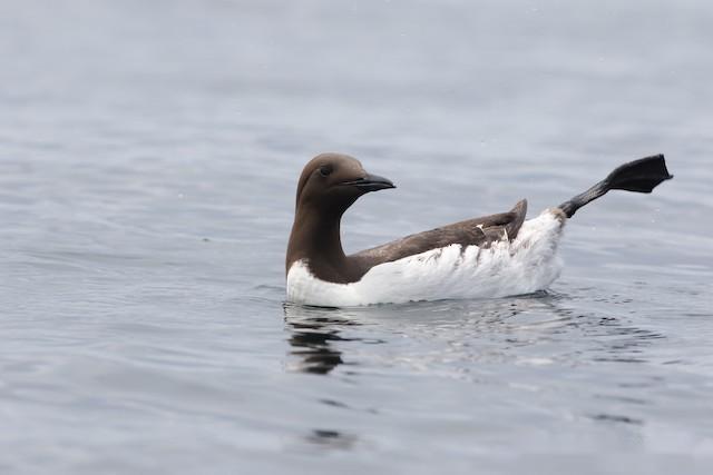 在悬崖上繁殖的崖海鸦