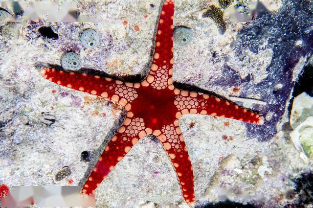 海星也能家养我推荐这4种入门级观赏海星其实你也可以养好