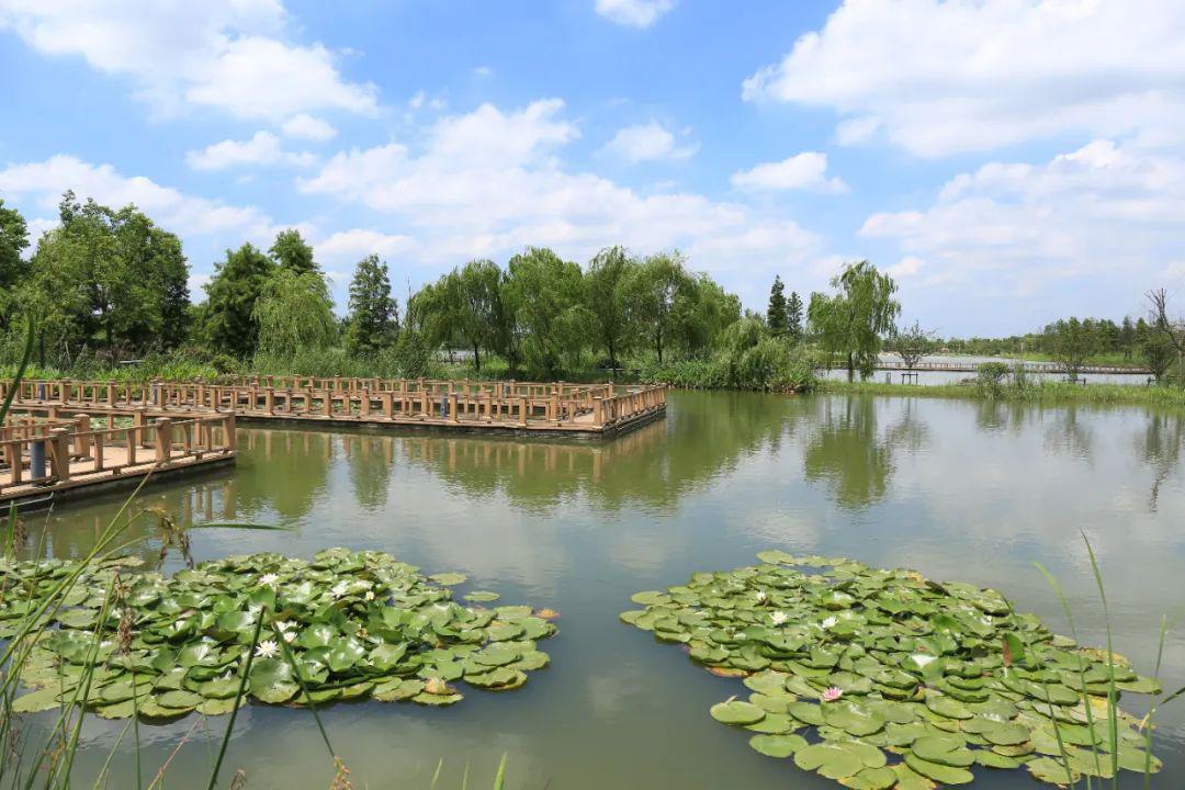 临港扫描丨颜值与气质并存这个村旧貌换新颜