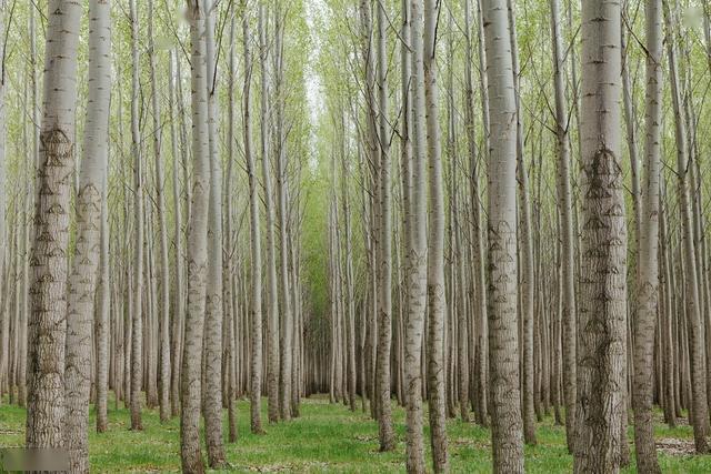 速生杨树苗栽培技术及造林密度管理提高杨树苗的成活率