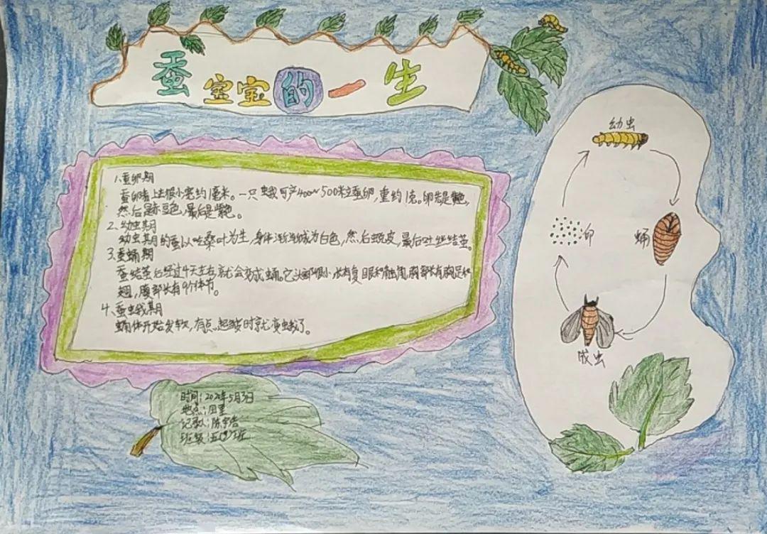 学校:江苏省海安市曲塘镇中心小学指导教师:张翠燕班级 :四(2)班观察