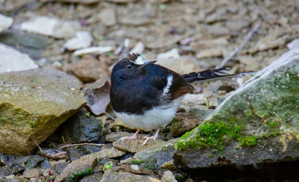 陕西省神木市发现稀有鸟类"白额燕尾"_陕北