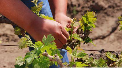 葡萄树整形修剪技术大全
