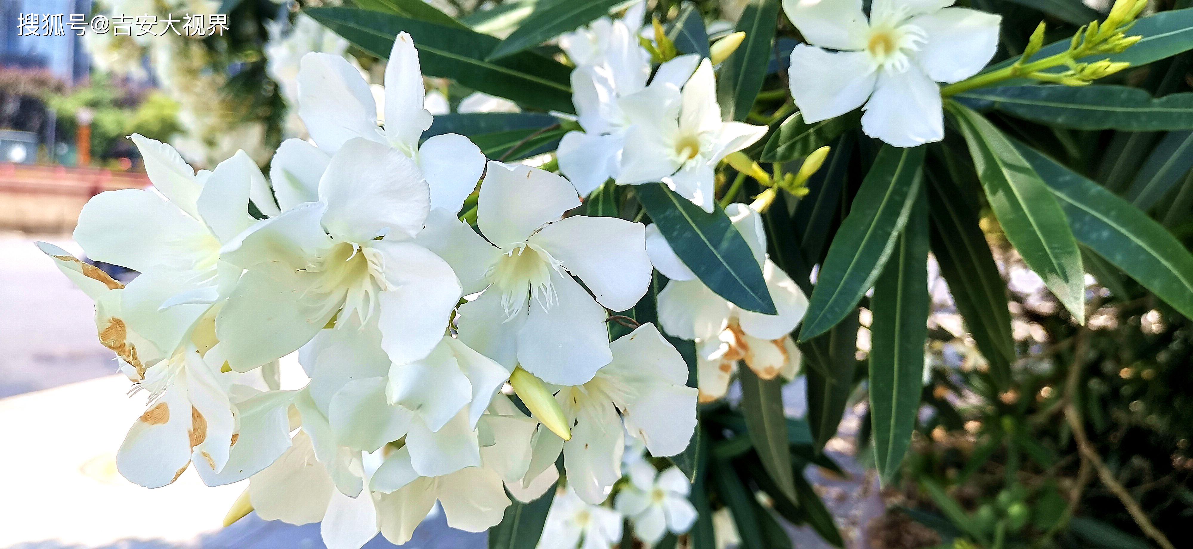吉安视觉: 庐陵赏花之纯洁无暇的白花夹竹桃