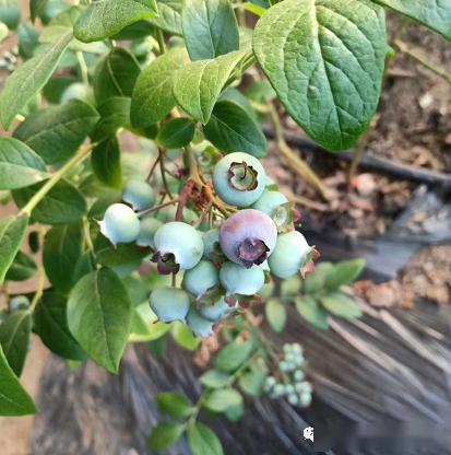 蓝莓僵果小果严重究竟是啥问题,咋治?