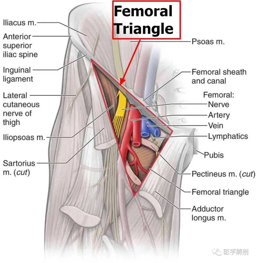 股疝三角解剖图片