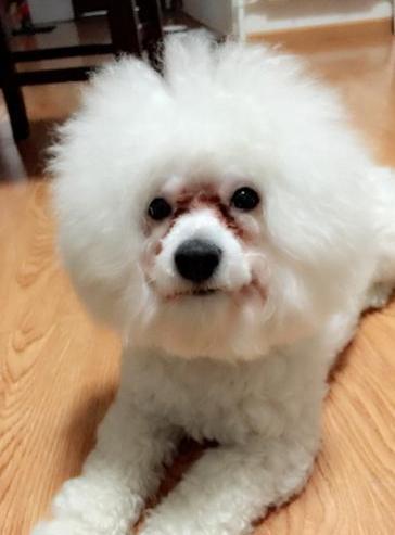 如何解决比熊泪痕的五大方法,赶快学起来