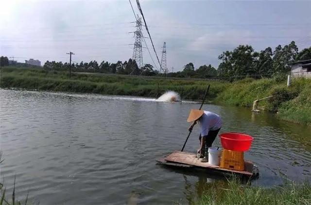 9月份對蝦養殖管理要點