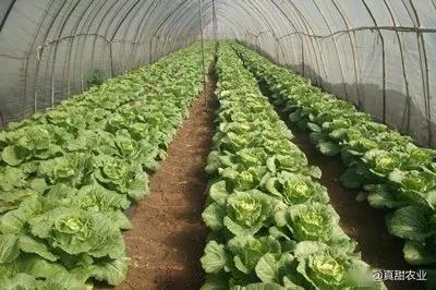 形势缓和偏暖,南北菜价有所反转,叶菜瓜果双双示意