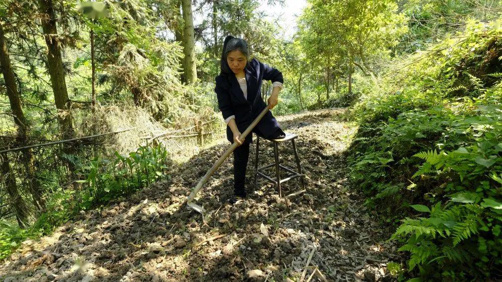 贵州天柱:一位残疾母亲的创业脱贫路_蒋亮燕