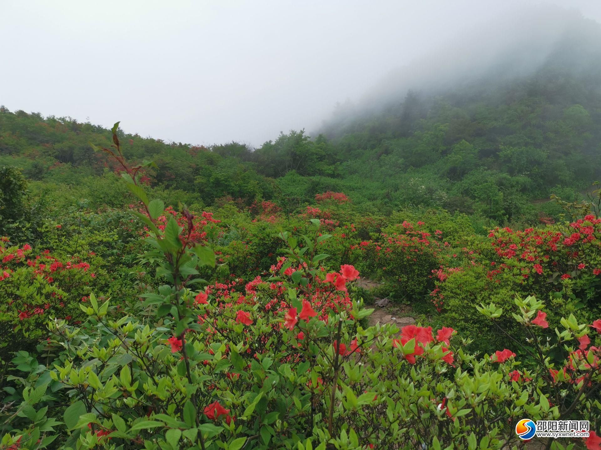 邵阳县河伯岭映山红花开正艳