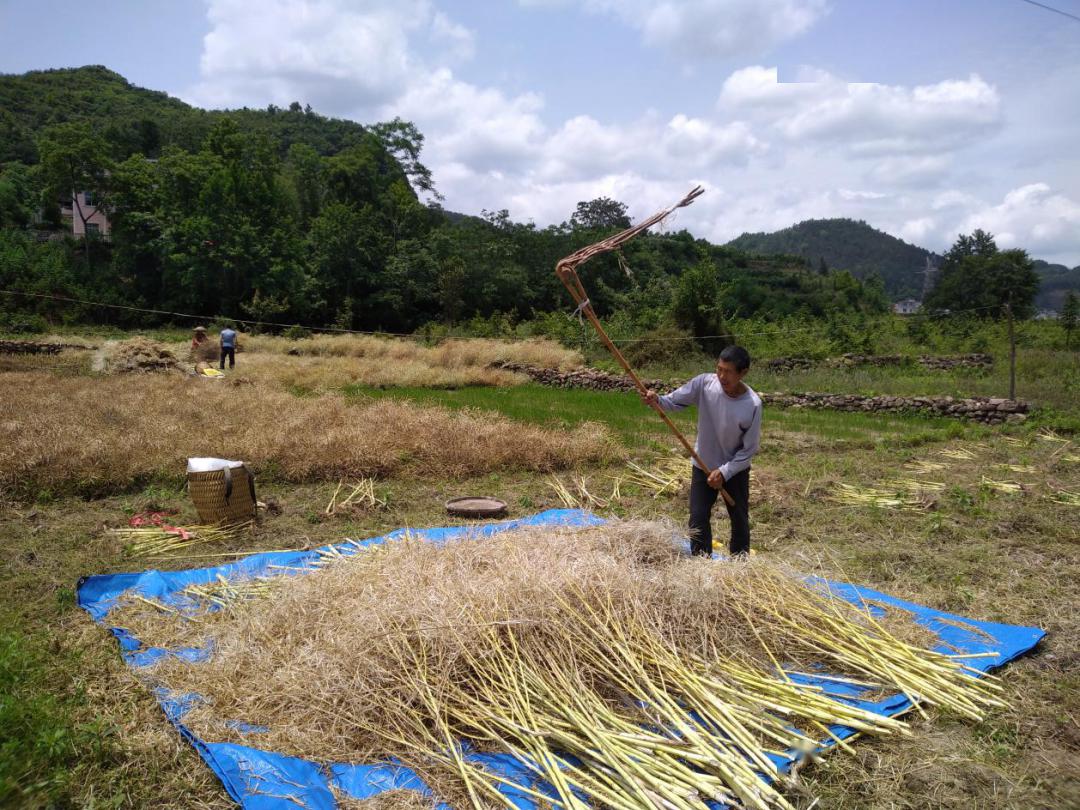 洪安镇:又到油菜收获季 村民丰收笑开颜