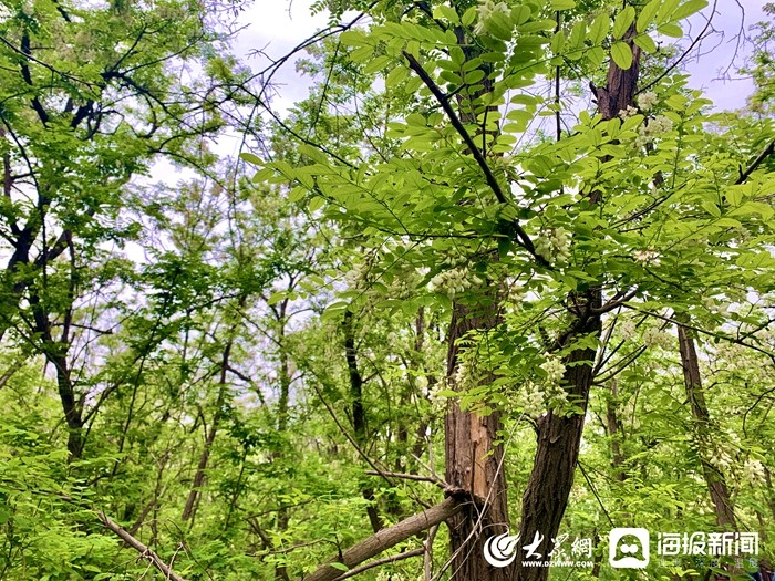 东营万亩槐林飘香天然氧吧邀你来做客