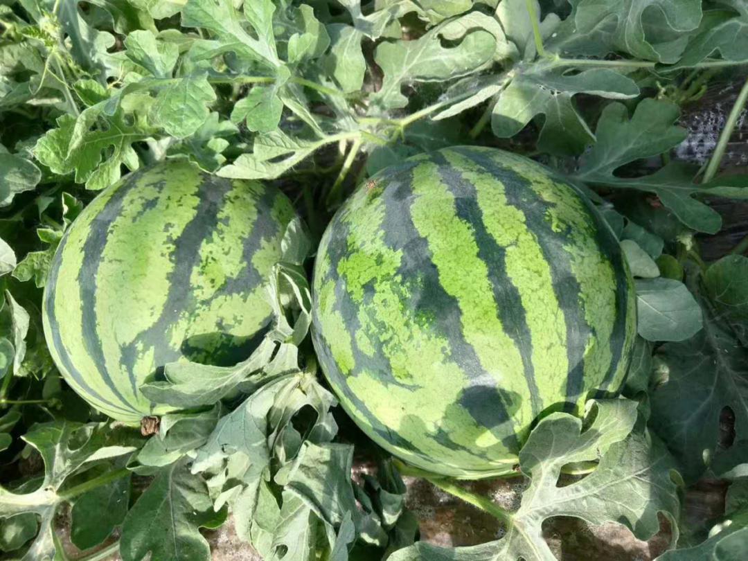 目前最好吃的西瓜!