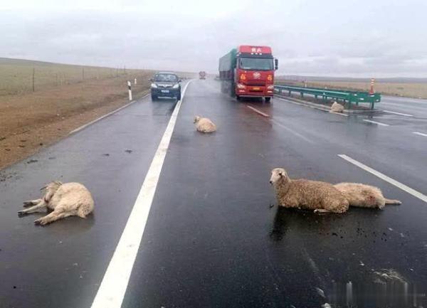 草原公路数十只羊被撞死伤包头交警抽丝剥茧力破逃案