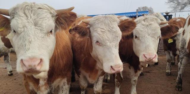 其实达到第四代的西杂牛不能光从花色判断,要根据牛的整体条件来判断
