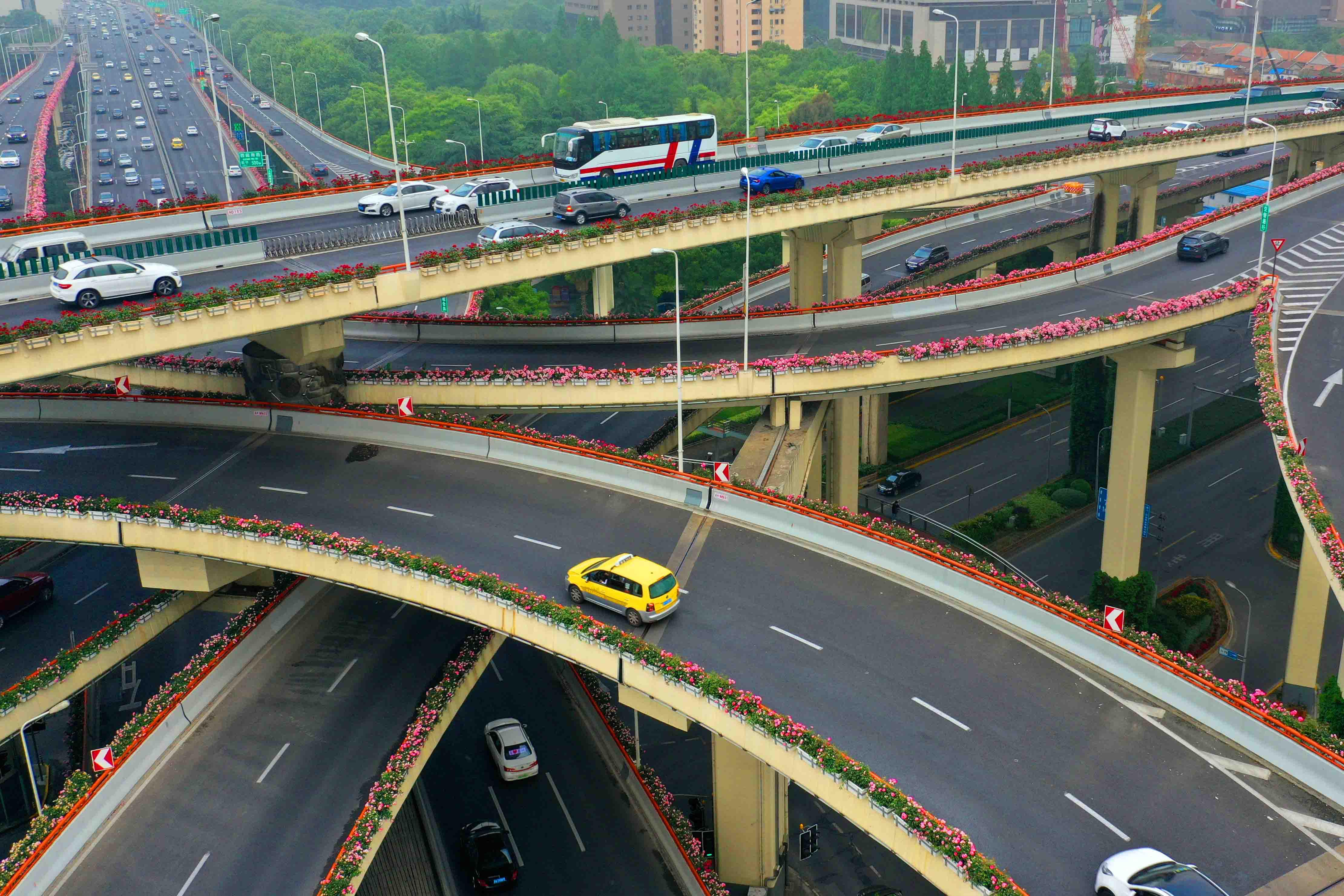 16万盆月季亮相上海高架美翻了