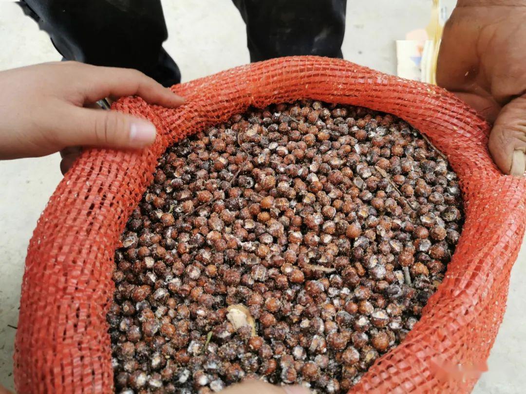 巧家红山乡培优蜡虫特色产业鼓起群众钱袋子