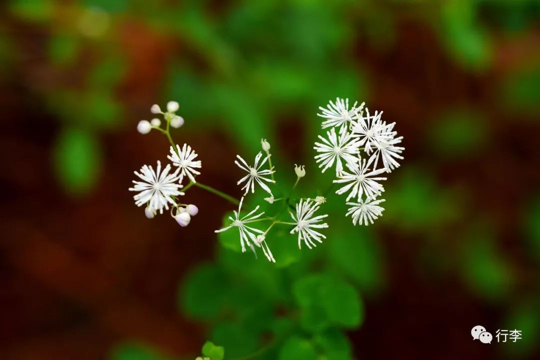 仿佛若有光 大理花事 苍山