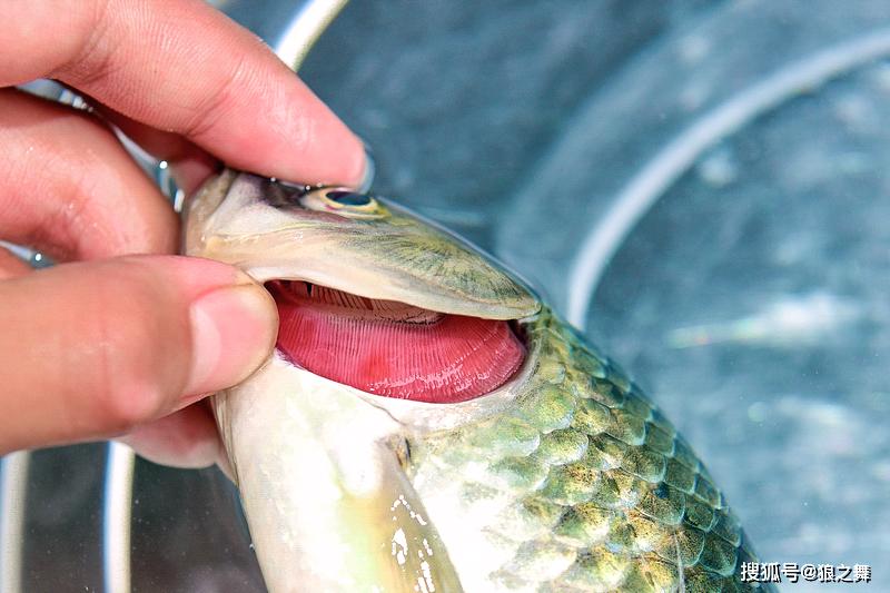 现在才知道,买鲫鱼这么简单,煮鱼汤又香又鲜,不懂真可惜