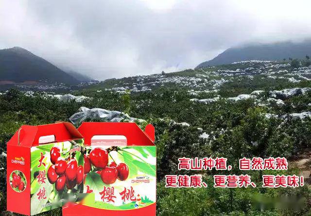 高山車釐子(大櫻桃)果園直採,最低只要13元/斤,快來搶購吧!_漢源縣