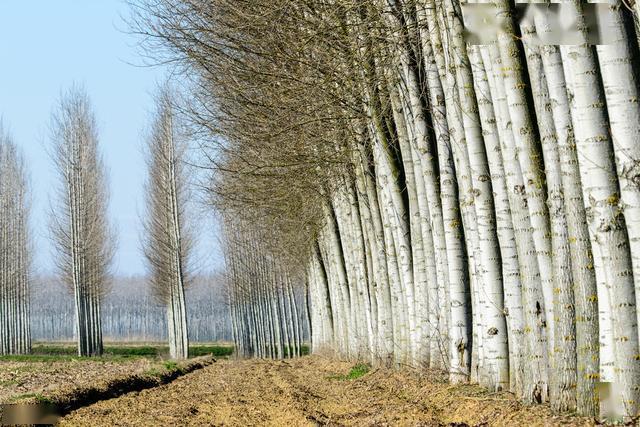 速生杨树苗栽培技术及造林密度管理提高杨树苗的成活率