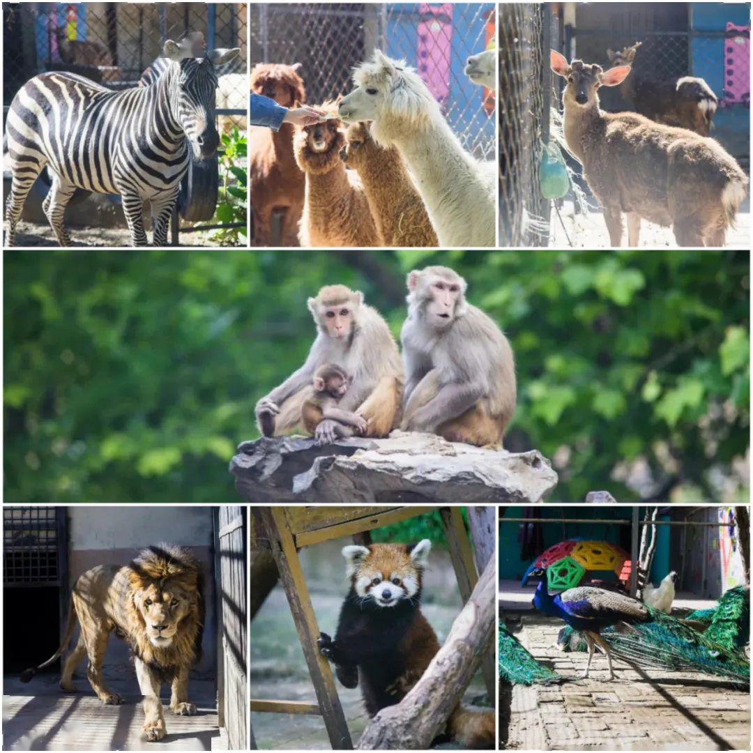 漯河野生动物园图片