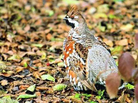 大兴安岭野生动物你认识几种