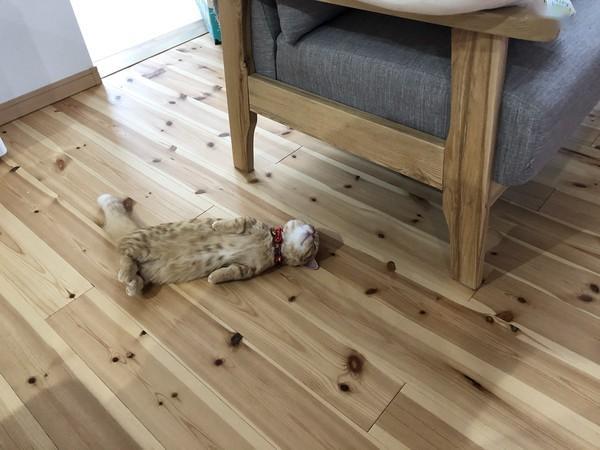 到处找不到猫萌橘瘫地翻肚睡爆